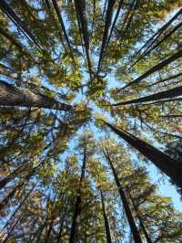 中山植物園就是靜奢風的天花板，閉眼入不虧！