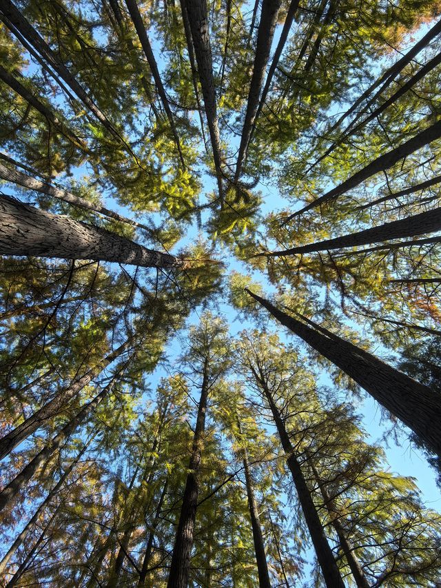 中山植物園就是靜奢風的天花板，閉眼入不虧！