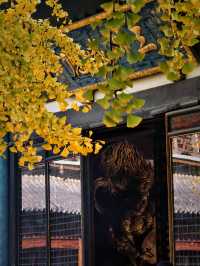 上海小眾銀杏秘境攻略