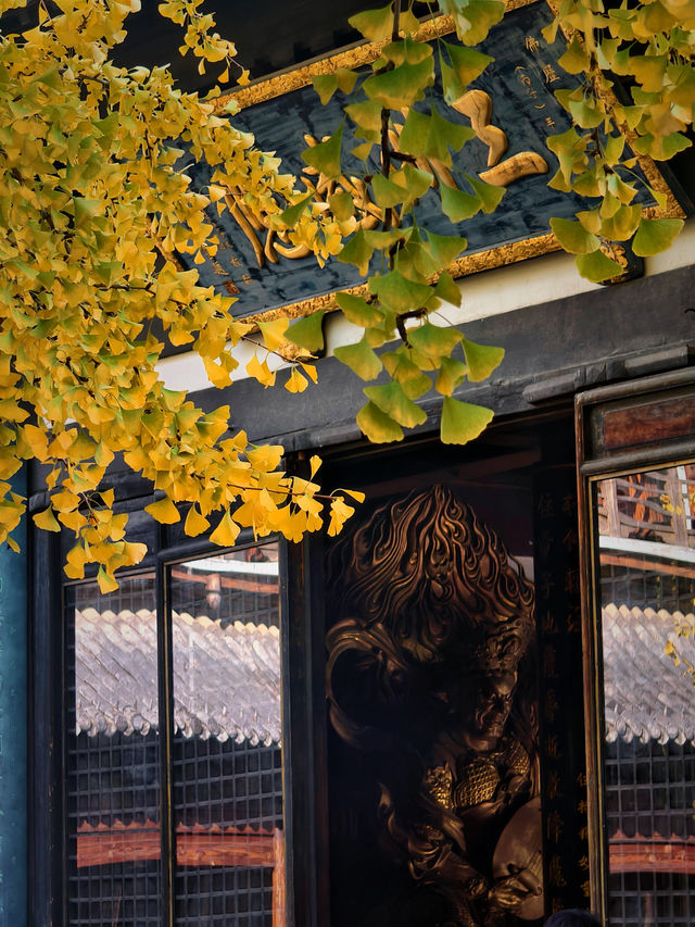 上海小眾銀杏秘境攻略 上海小眾銀杏秘境攻略