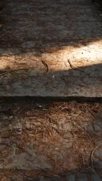 墜入「暮光森林」平陽滿田森林公園