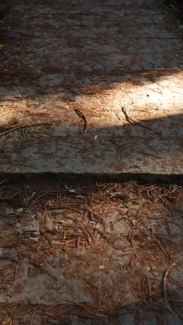 墜入「暮光森林」平陽滿田森林公園 墜入「暮光森林」平陽滿田森林公園