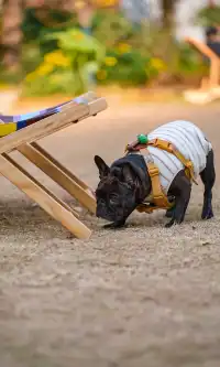 上海好拍的地方都是免費的聖誕條紋新快閃