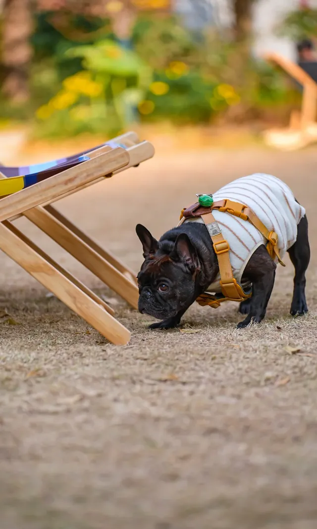上海好拍的地方都是免費的聖誕條紋新快閃 上海好拍的地方都是免費的聖誕條紋新快閃