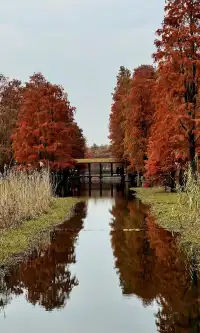青西郊野公園秋天的顏色