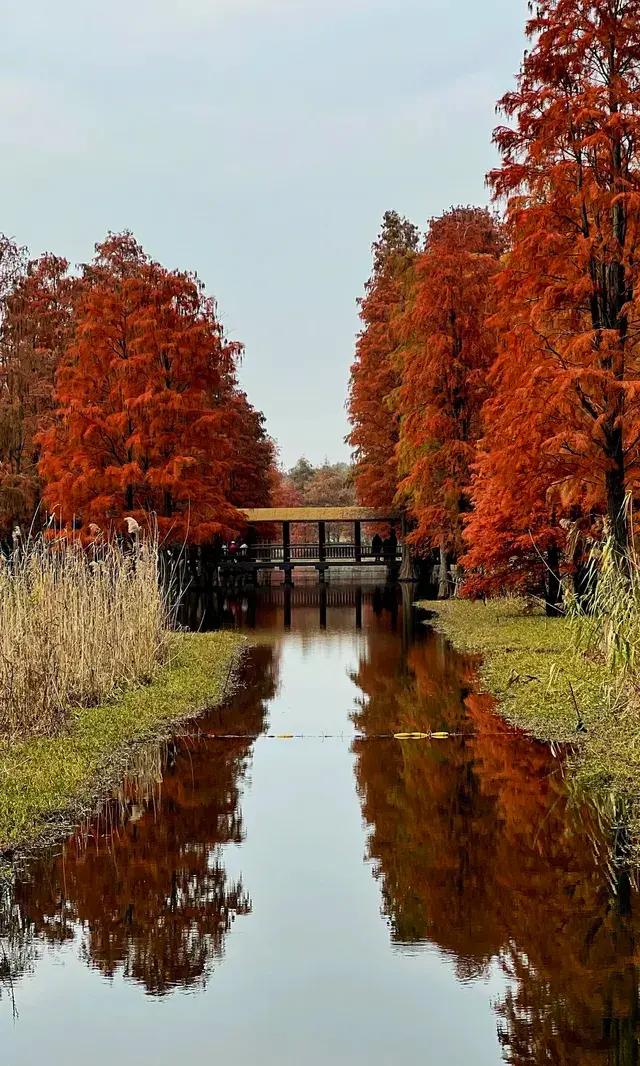 青西郊野公園秋天的顏色 青西郊野公園秋天的顏色