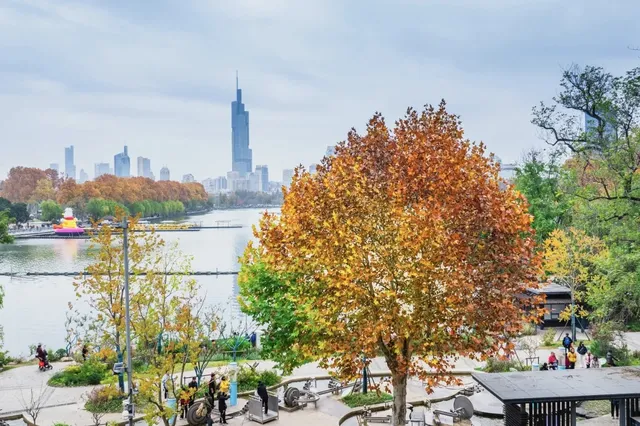 玄武湖秋景美到犯規 玄武湖秋景美到犯規