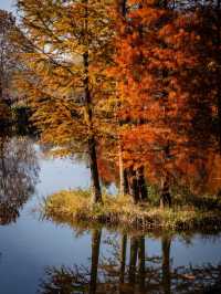 深秋的南京,一不小心闖進了油畫裡