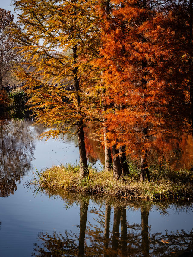 深秋的南京,一不小心闖進了油畫裡 深秋的南京,一不小心闖進了油畫裡