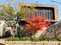 上海水下5000年｜廣富林紅楓，染透千年秋韻