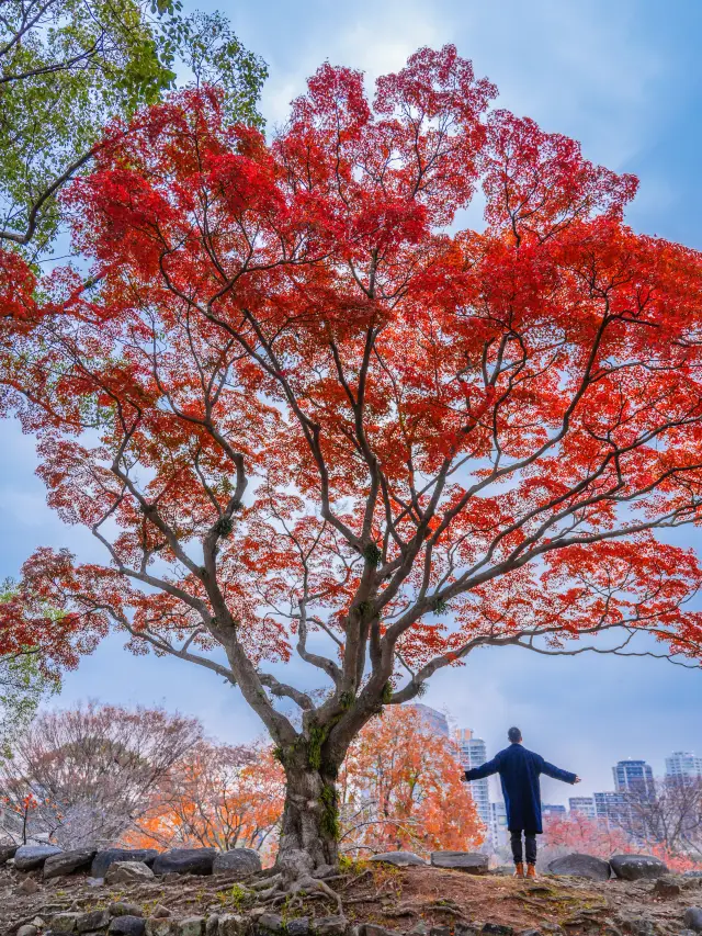 ในฟุกุโอกะ ฤดูใบไม้ร่วงที่สวยที่สุดนั้นฟรีทั้งหมด