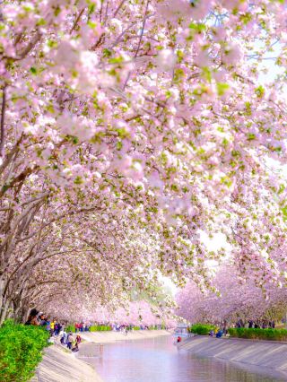 Beijing Spring and Summer Flower Viewing Guide: A City in Bloom, Romance from Spring to Summer