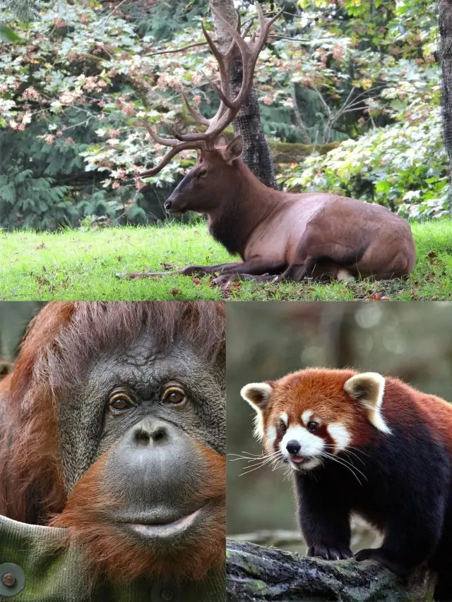 Woodland Park Zoo in Seattle: A Century-Old Treasure and a Great Place for Kids to Explore