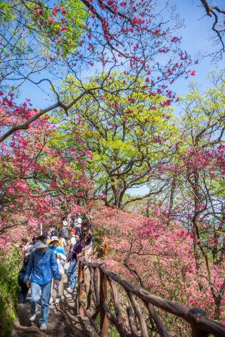 安徽馬鬃嶺｜万畝の野生ツツジが見頃に