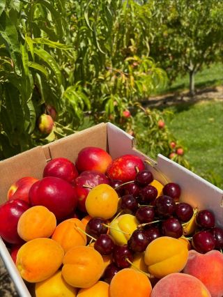 Cromwell, New Zealand | More Than Just Fruit! A Complete Seasonal Guide