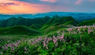 Jinsha Yuzan Flower Sea Scenic Area Tour