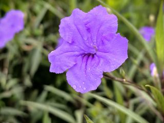 幸福農業熱帯公園