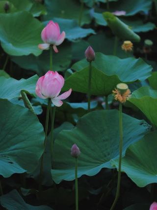 放肆に夏を楽しもう｜臨沭沧源閣の蓮鑑賞と遊びの攻略