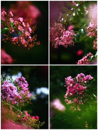 Live view of summer flowers blooming in the southern garden of the National Botanical Garden: more than 80 varieties of crape myrtle bloom like clouds and rosy clouds