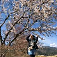 ทะเลสาบคาวากูชิโกะ (Lake Kawaguchiko)​