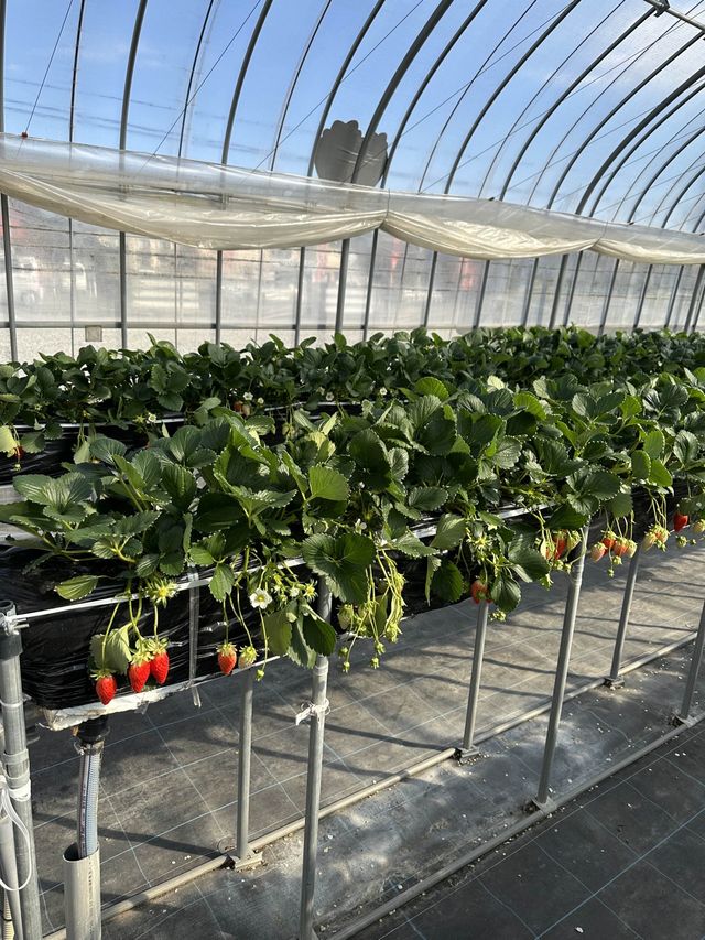 日本滋賀鹿深士多啤梨🍓園❤️