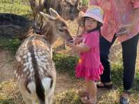  ภักดีฟาร์ม ฟาร์มกวางแห่งเดียวในพิษณุโลก🐑🦌