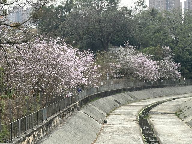 香港賞花 | 屯門 | 簕杜鵑與宮粉羊蹄甲