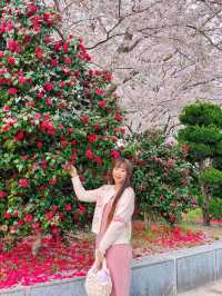부산의 동백꽃 벚꽃 명소 🌺🌸💖