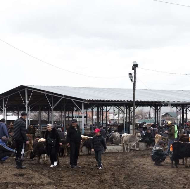 동물을 사고 파는 일요일 가축 시장인 Livestock Bazar 🇰🇬