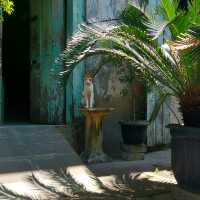 Exploring the Timeless Charm of Semarang Old City