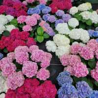 ชมดอกไม้เมืองหนาวที่ระยอง Miracle of Nature 2566