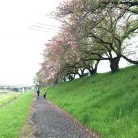 岡山 ｜後樂園河畔賞櫻花🌸快閃之旅