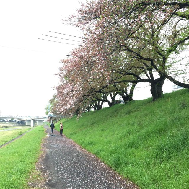 岡山 ｜後樂園河畔賞櫻花🌸快閃之旅