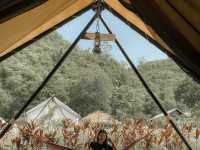 Mont Blanc Glamping ที่พักเขาใหญ่สไตส์แคมป์ปิ้ง 🏕
