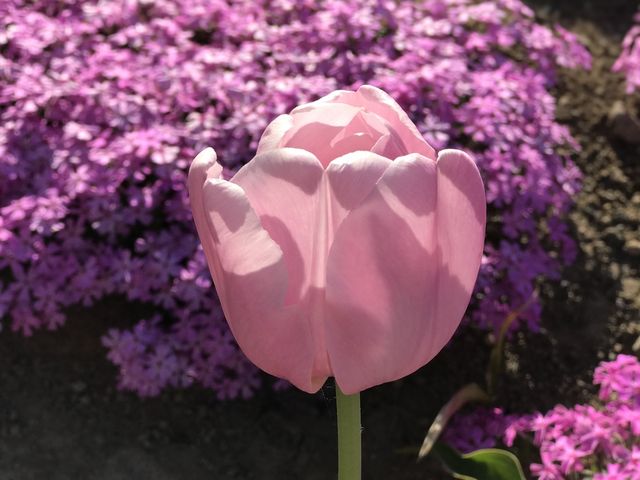🌸少女心爆發的芝櫻之旅🌸