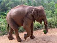 하룻동안 코끼리의 친구가 될 수 있는 치앙마이 Kerchor elephant eco park
