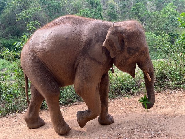 하룻동안 코끼리의 친구가 될 수 있는 치앙마이 Kerchor elephant eco park