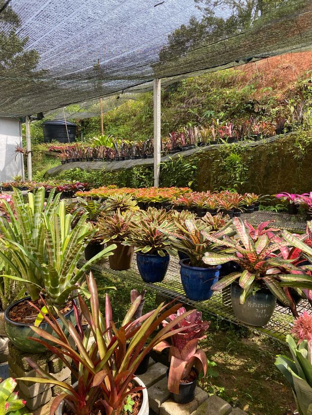 A fig farming and nursery in Janda Baik 🌿