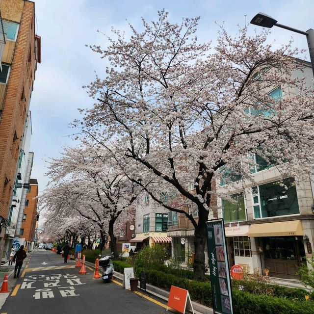 은근 벚꽃들이 이쁘게 펴있는 서울숲공원을 가보자~~~