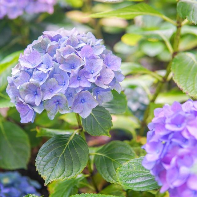 Miracle of Natural Miracle of Natural