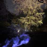 六義園夜櫻