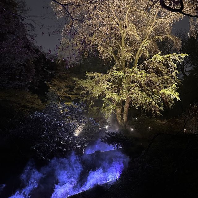 六義園夜櫻