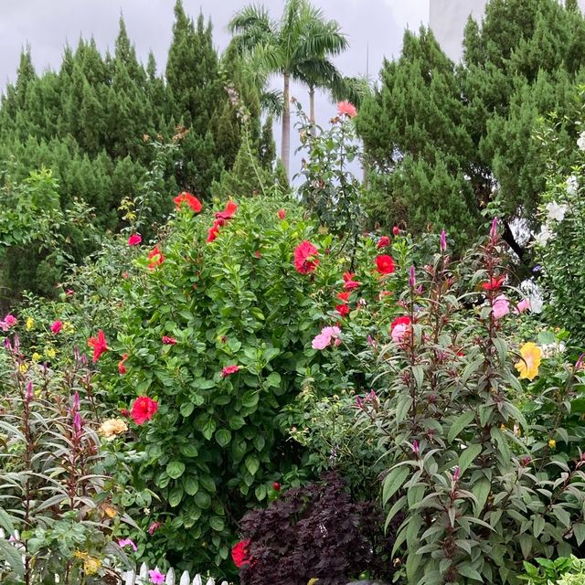 台北玫瑰園🌹