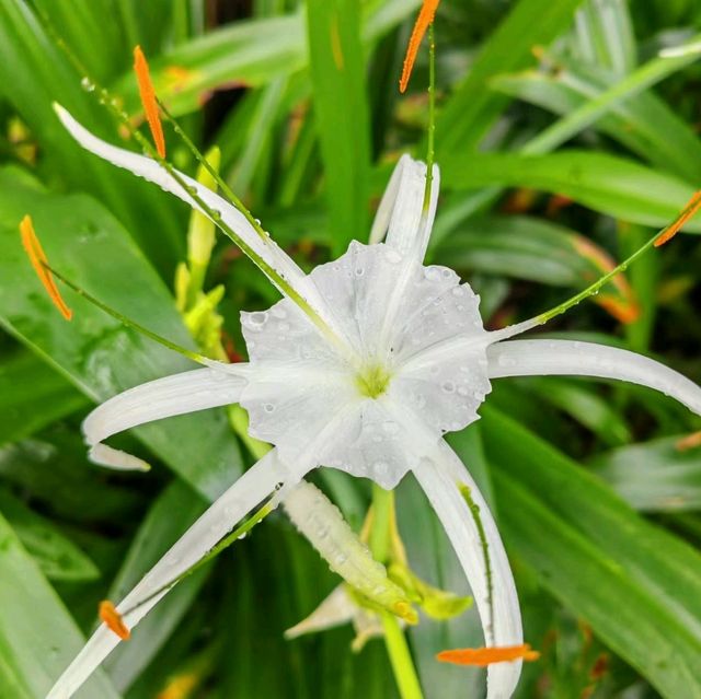 雨中行山 山頂花園