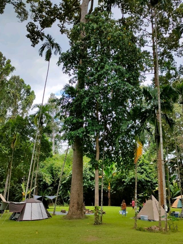 ยางนาแคมป์ Yangna Camp อุทัยธานี