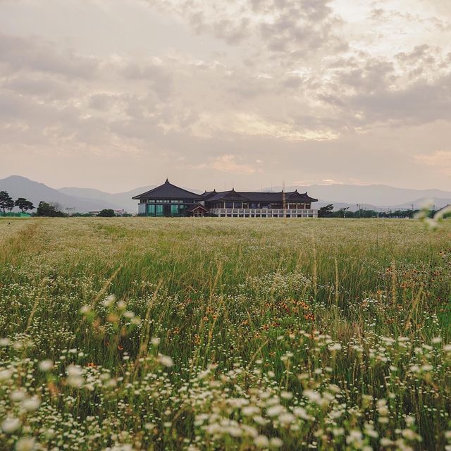 경주 노을명소 분황사