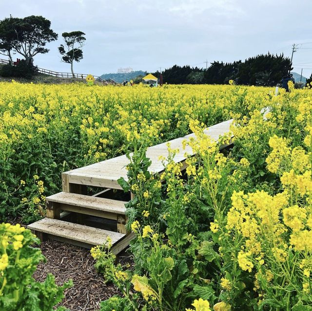 渥美半島　菜の花まつり