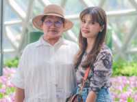 ชมดอกทิวลิป ดอกไฮเดรนเยีย ฟรี!!