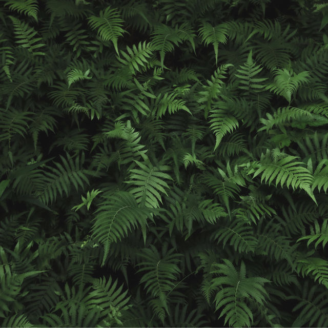 香港🇭🇰 ｜🌟香港最大巨藤🌲 - 松仔園藤王