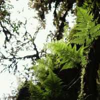 เส้นทางศึกษาธรรมชาติอ่างกา จ.เชียงใหม่ 🌿